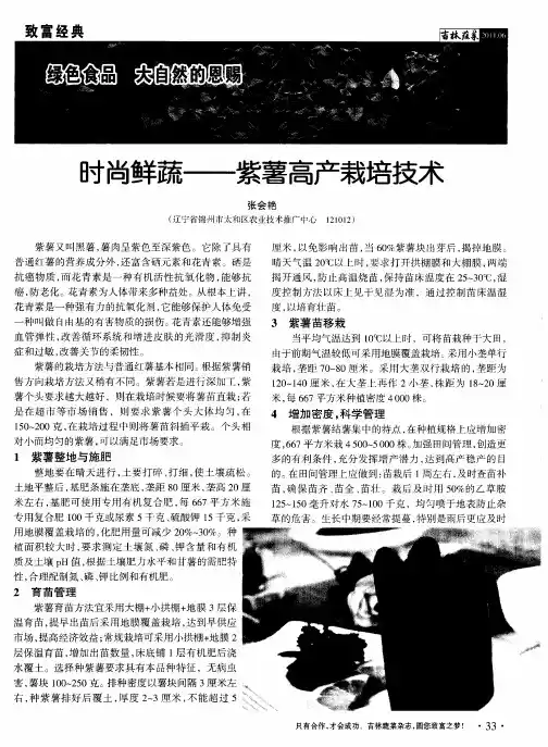 时尚鲜蔬——紫薯高产栽培技术