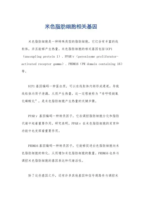 米色脂肪细胞相关基因