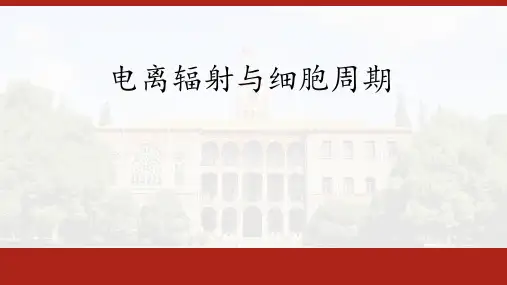 放射生物学课件-第三节电离辐射与细胞周期