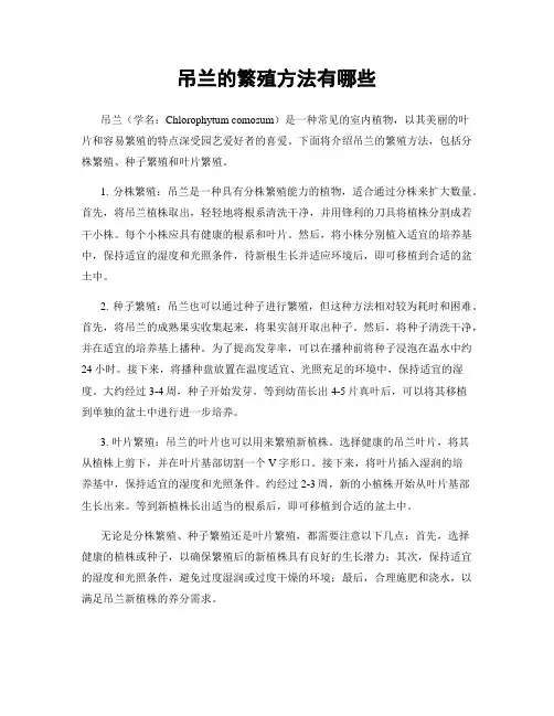 吊兰的繁殖方法有哪些