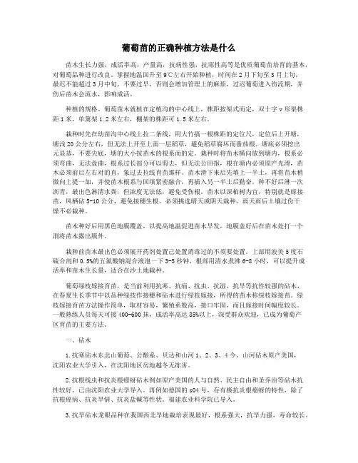 葡萄苗的正确种植方法是什么