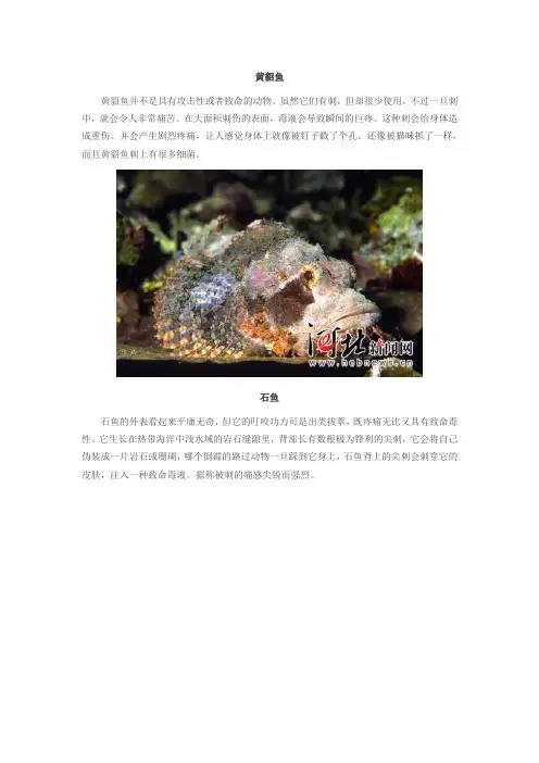十大最毒动物