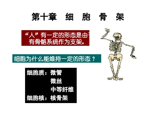 生物细胞骨架