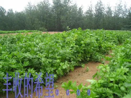《芹菜病虫害防治》PPT课件