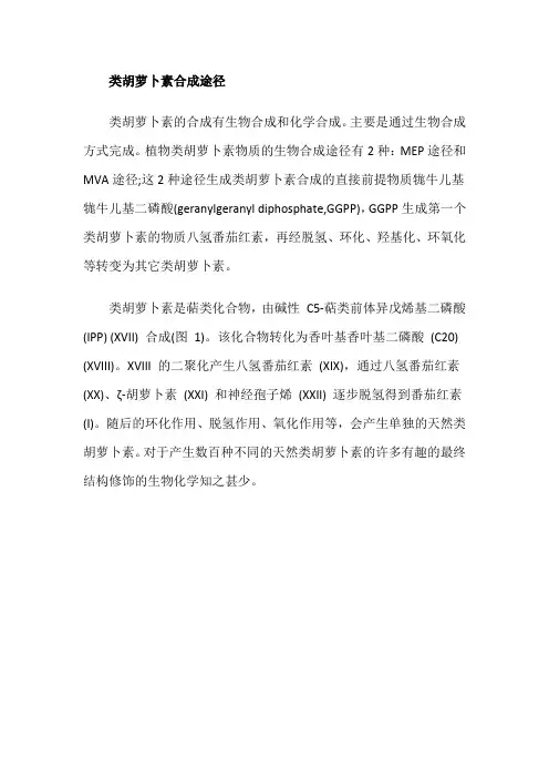 类胡萝卜素合成途径