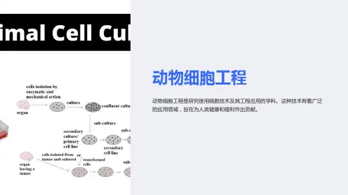 《动物细胞工程》
