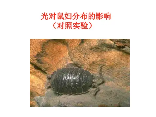 光对鼠妇分布的影响