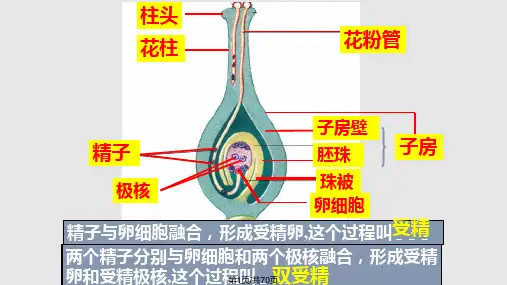 绿色开花植物的一生PPT课件