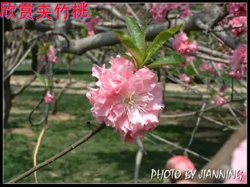 苏教版小学六下《夹竹桃》第一课时ppt课件