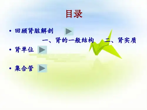 肾单位