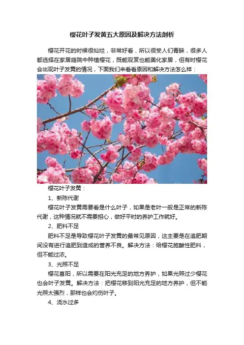 樱花叶子发黄五大原因及解决方法剖析