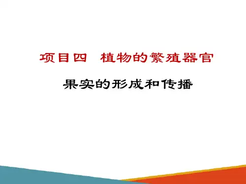 植物的繁殖与繁殖器官—果实(药用植物学课件)