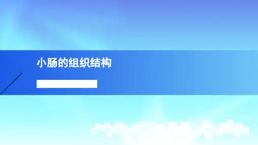 3.小肠的结构组织