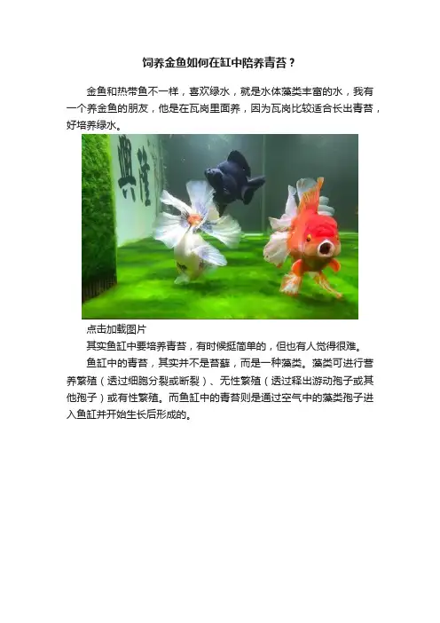 饲养金鱼如何在缸中陪养青苔？