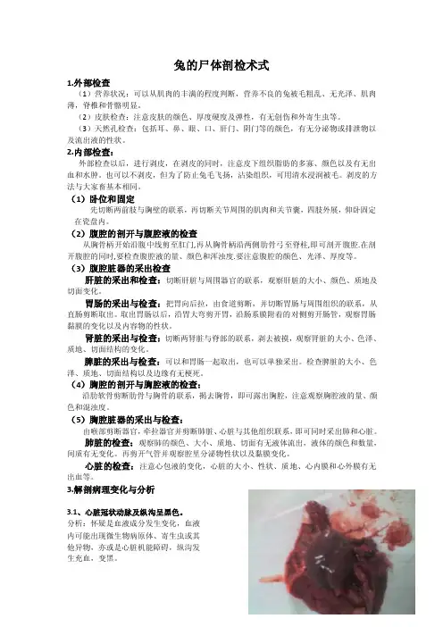 兔的尸体剖检术式