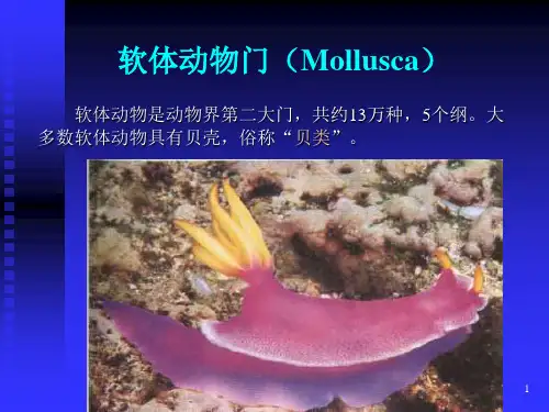 软体动物门
