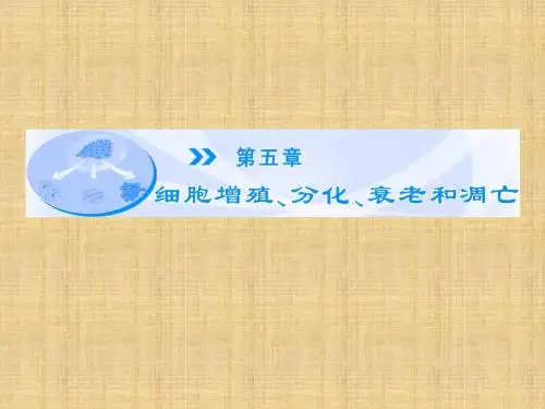 【课堂新坐标】(教师用书)高中生物 第5章 第1节 细胞增殖同步备课名师优质课件 苏教版必修1