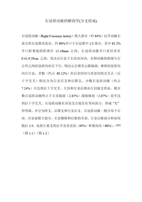 右冠状动脉的解剖学(分支组成)