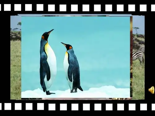 牛津译林版8A Unit5 Wild animals Grammar课件(共29张PPT)