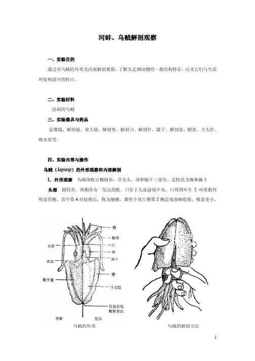 乌贼外形及内部解剖