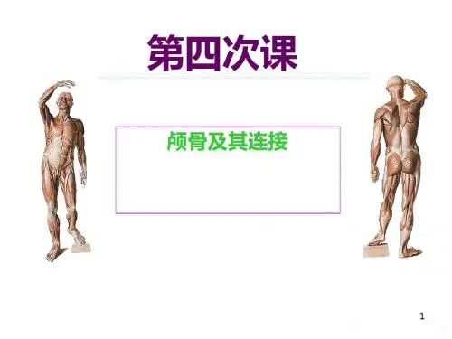 第四次课-颅骨及其连接ppt课件