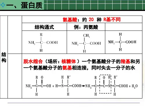高一生物蛋白质知识点