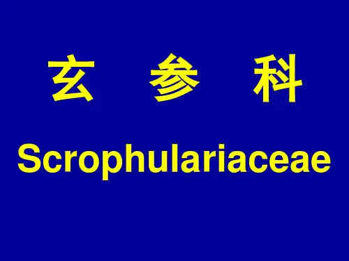 玄参科