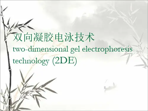 双向凝胶电泳技术