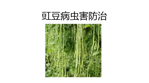 5.2.3豇豆病虫害防治 课件《蔬菜生产技术》同步教学(中国农业出版社)