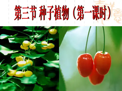 131种子植物-山东省东平县实验中学鲁科版(五四学制)六年级生物下册课件(共38张PPT)