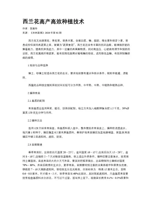 西兰花高产高效种植技术