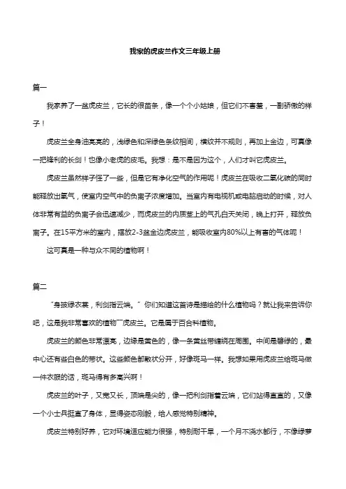 我家的虎皮兰作文三年级上册