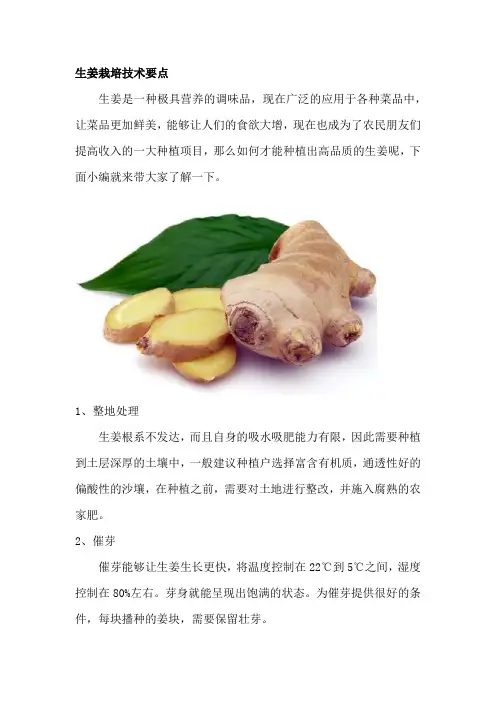 生姜技术栽培要点