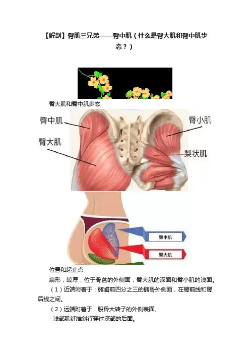 【解剖】臀肌三兄弟——臀中肌（什么是臀大肌和臀中肌步态？）
