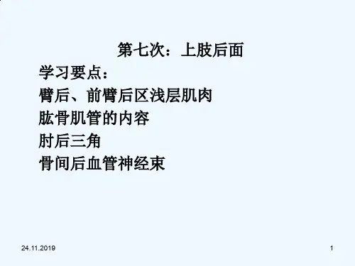 新局部解剖学上肢后面