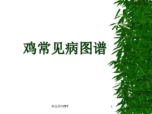 鸡常见病图谱ppt课件