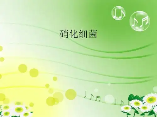 硝化细菌