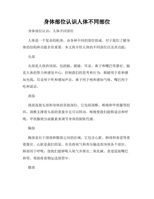 身体部位认识人体不同部位