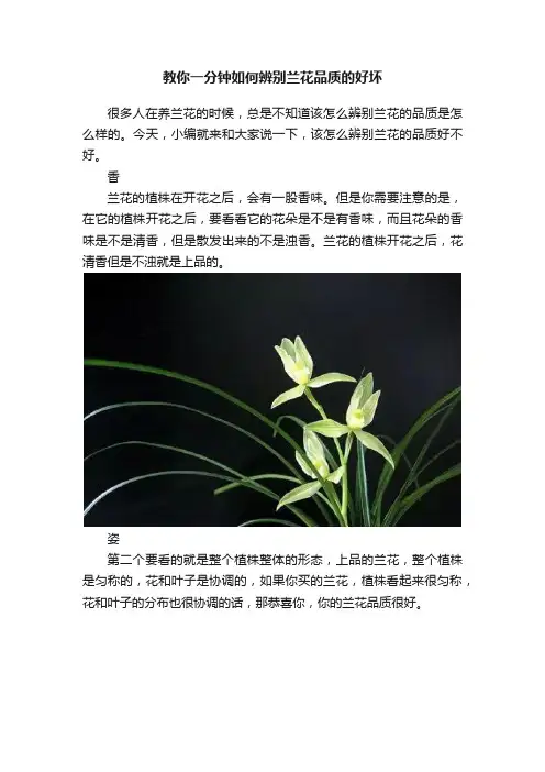 教你一分钟如何辨别兰花品质的好坏