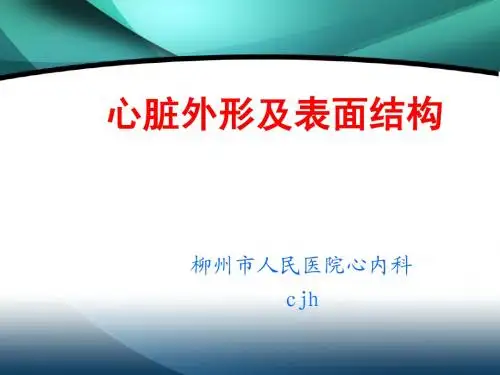 心脏结构