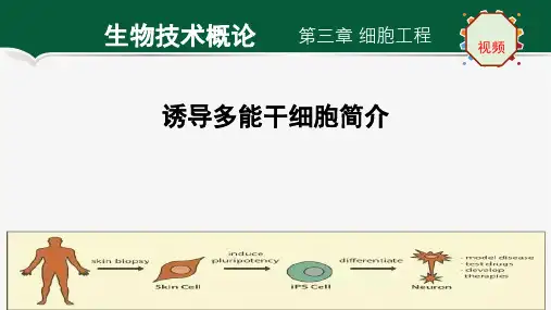 诱导多能干细胞简介