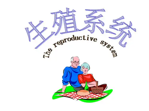 人体解剖学 生殖系统