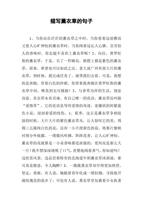 描写薰衣草的句子