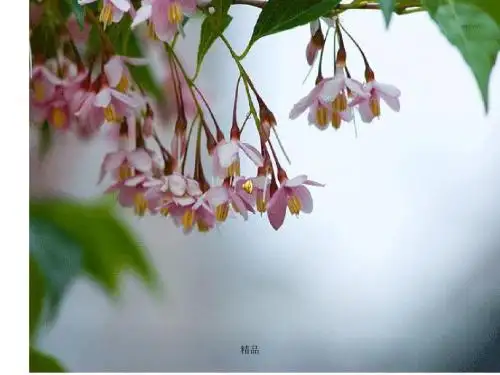 初中物理《电动机》(共21张)ppt6课件