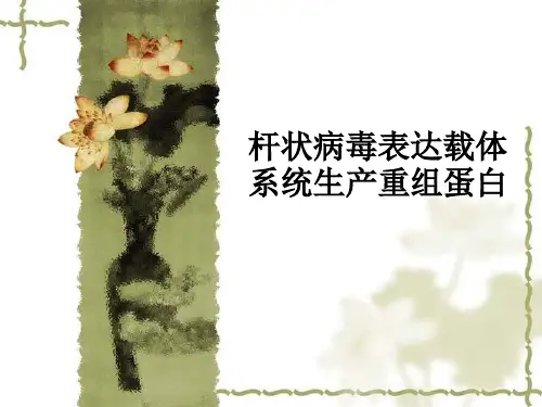 杆状病毒表达载体系统生产重组蛋白ppt课件
