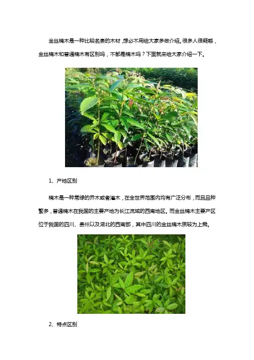 金丝楠木和普通楠木的区别