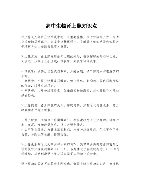 高中生物肾上腺知识点