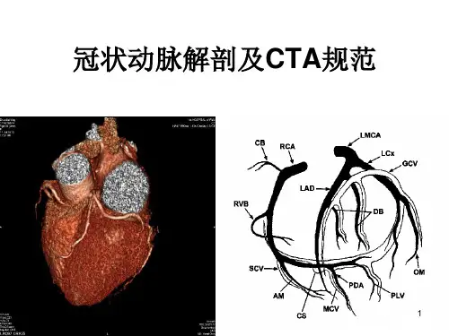 冠状动脉解剖与规范PPT课件