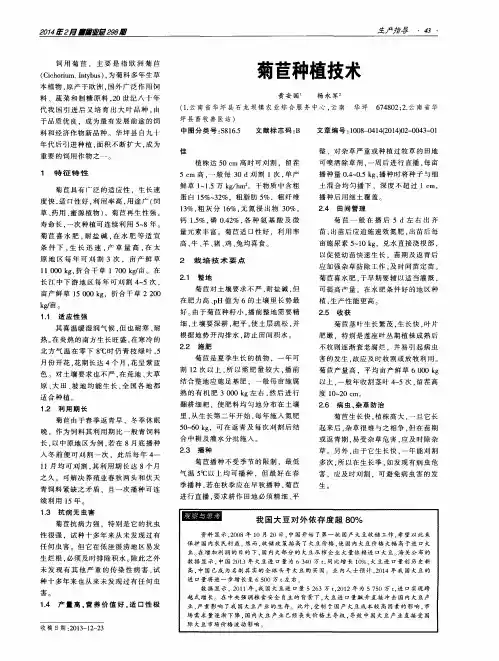 菊苣种植技术