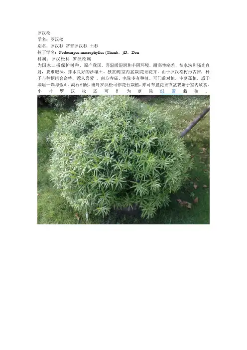 罗汉松